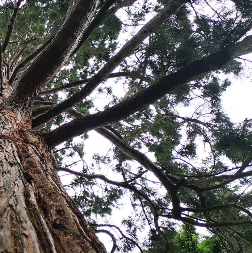 Daoism, cinema and wellbeing: Meditative Cinema