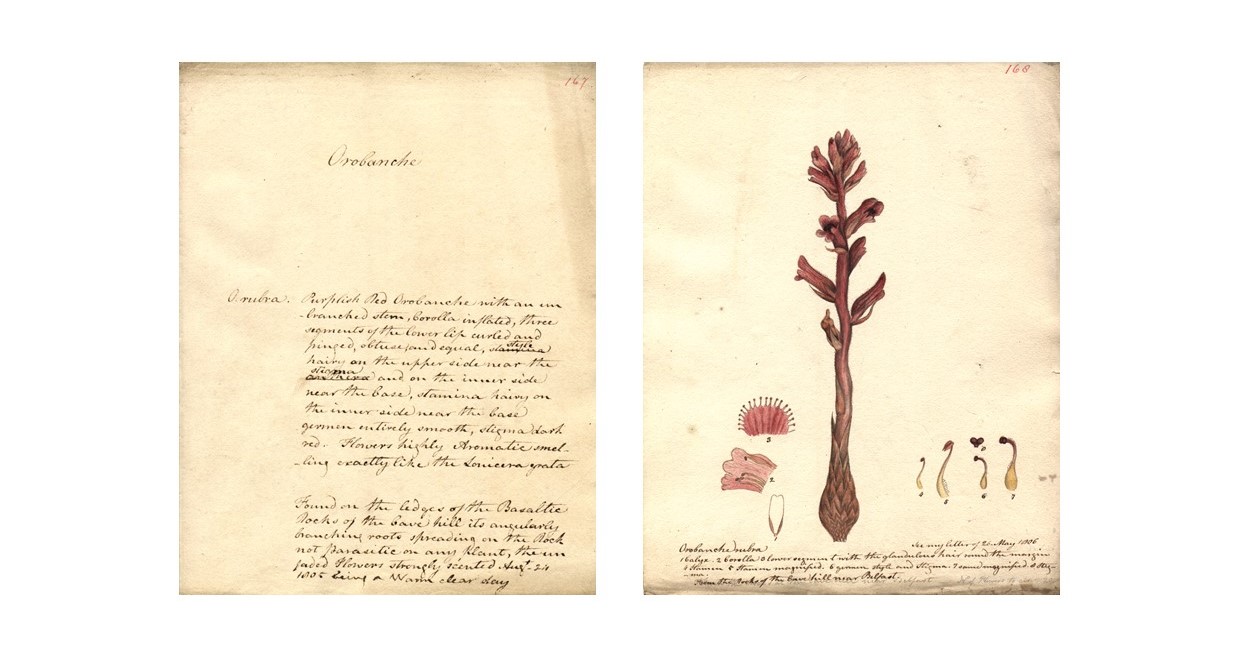 John Templeton and the Emergence of Irish Botany (with NMNI)