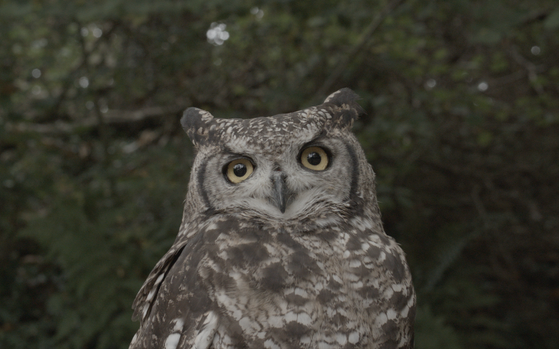 Film Philosophy Research Group