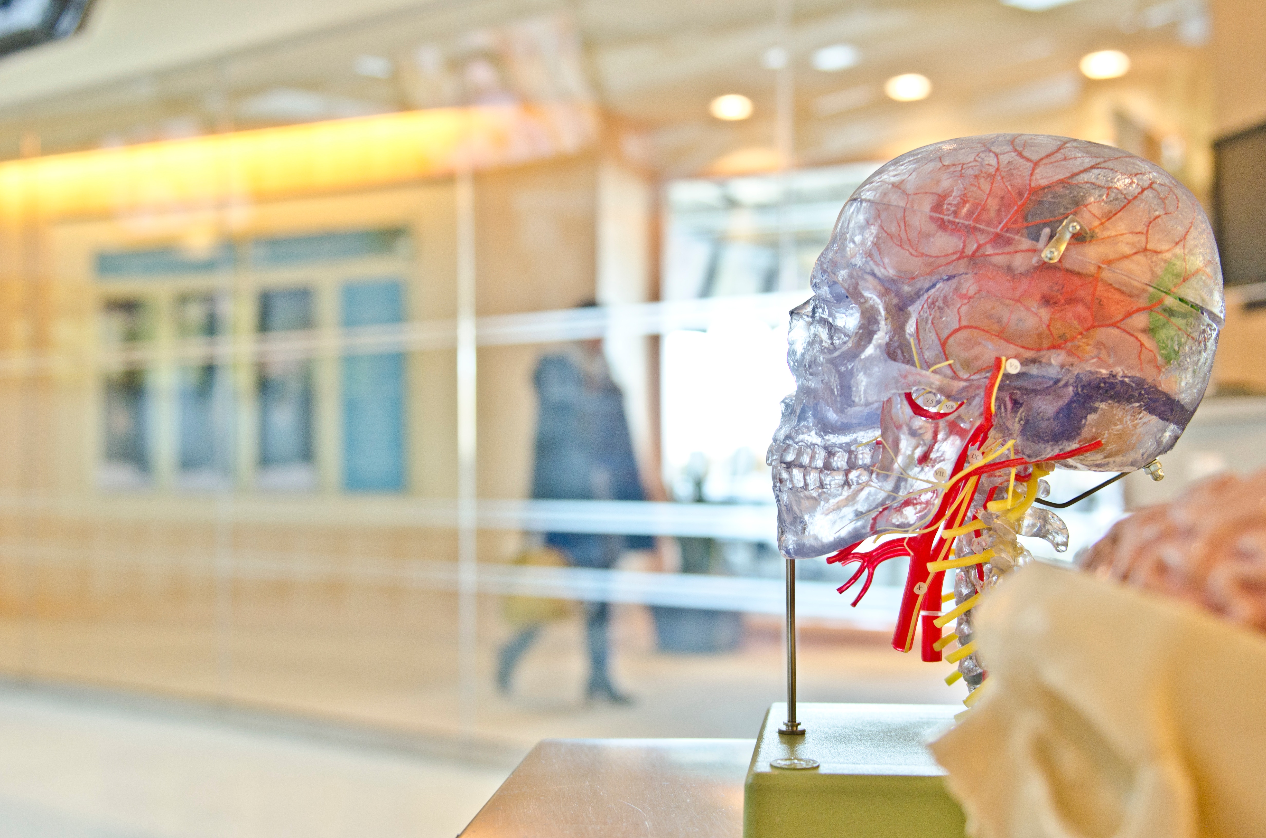 transparent skull within a glass room. Plastic red blood vessels are within the skull.