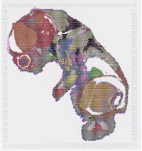Mouse embryo profiled by Visium