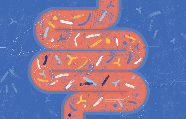 Digital graphic of microbes in the intestines