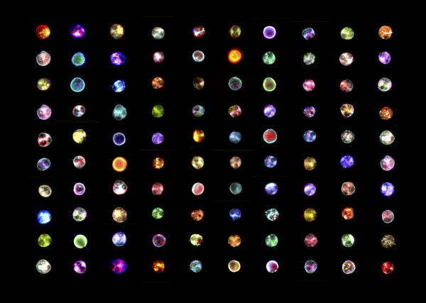 Image of White Blood Cells in Colour produced by Paul Vulliamy