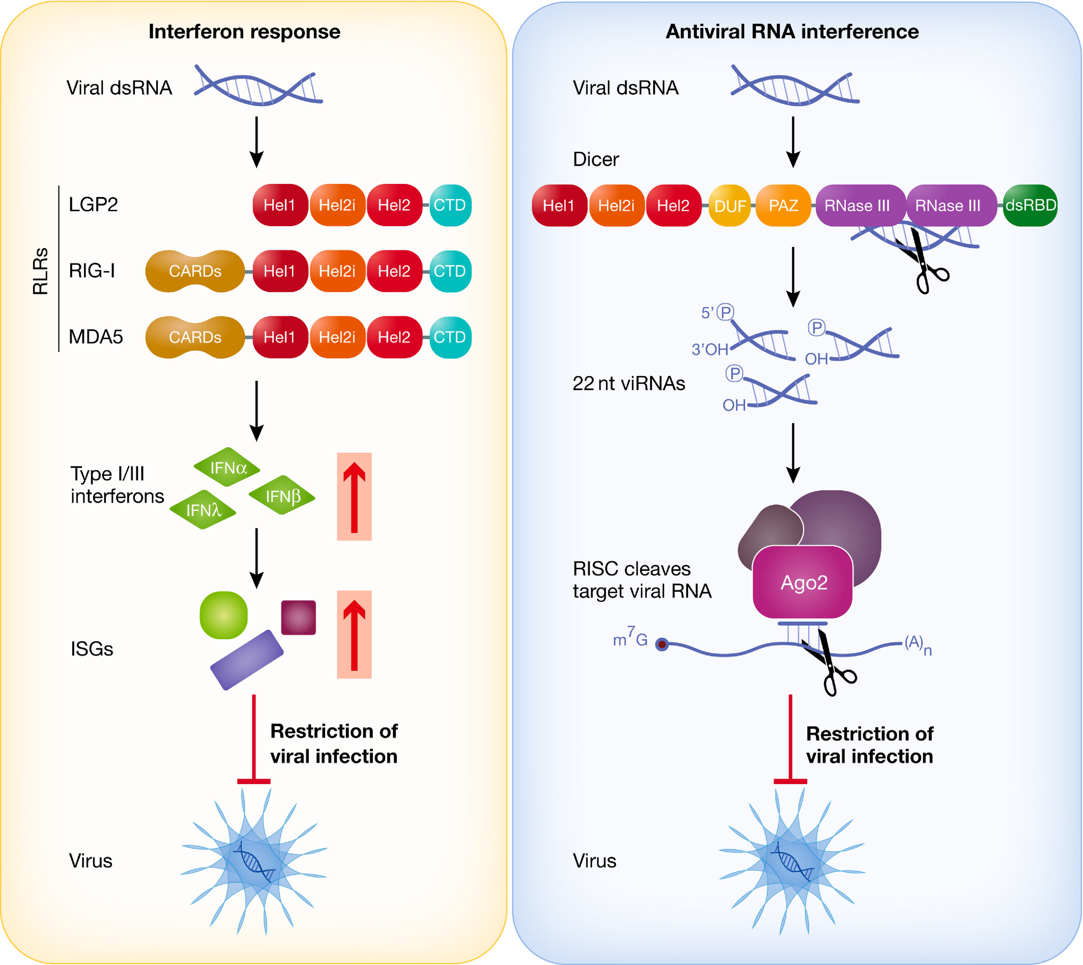 Maillard research high quality