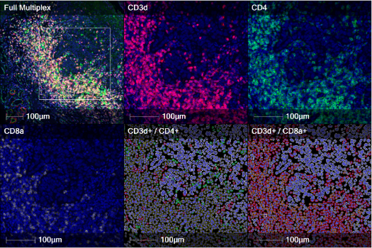 Image Analysis Software