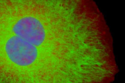 High-Throughput Scanners