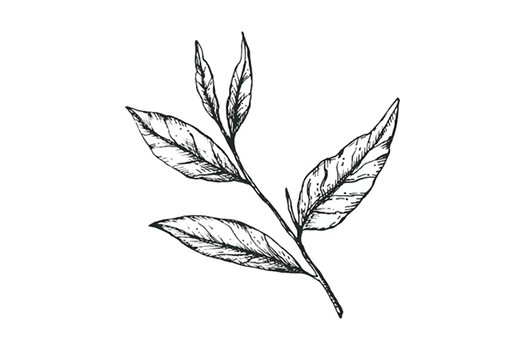 An illustration of five plant leaves on a stem.