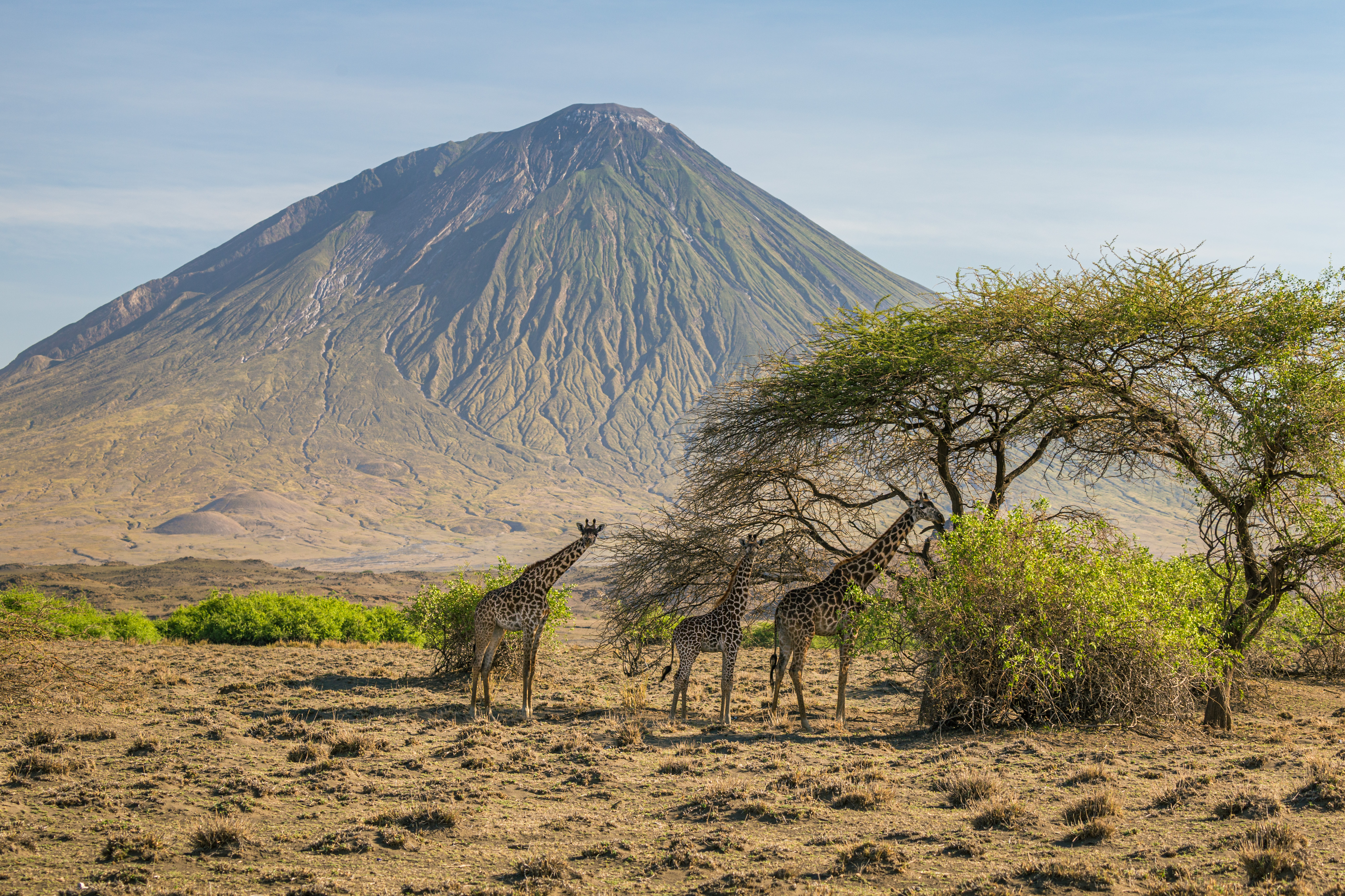 Giraffes on an African landscape
