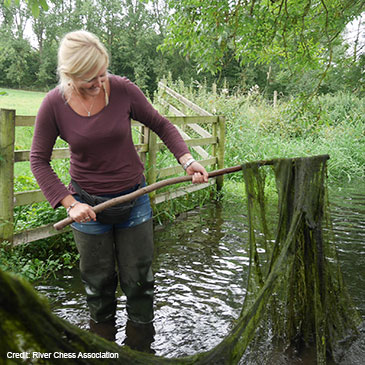 A photograph showing extensive filamentous algal growth in a river. Photographic credit to the River Chess Association.