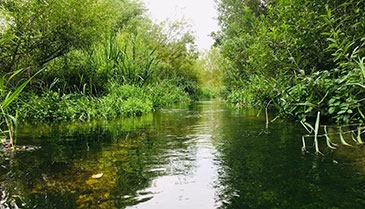 River Chess in Rickmansworth