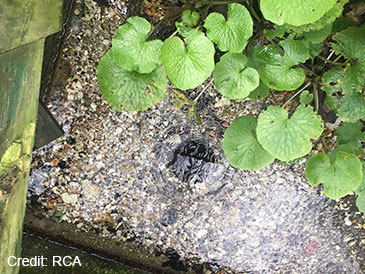 Water welling up from riverbed in an artesian spring with aquatic plant in the River Chess. Credit for photograph to River Chess Association.