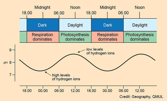 Daily cycle in pH linked to respiration and photosynthesis.