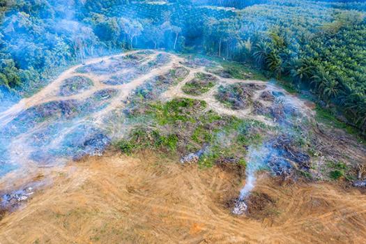Rainforest being cleared for palm oil plantations.