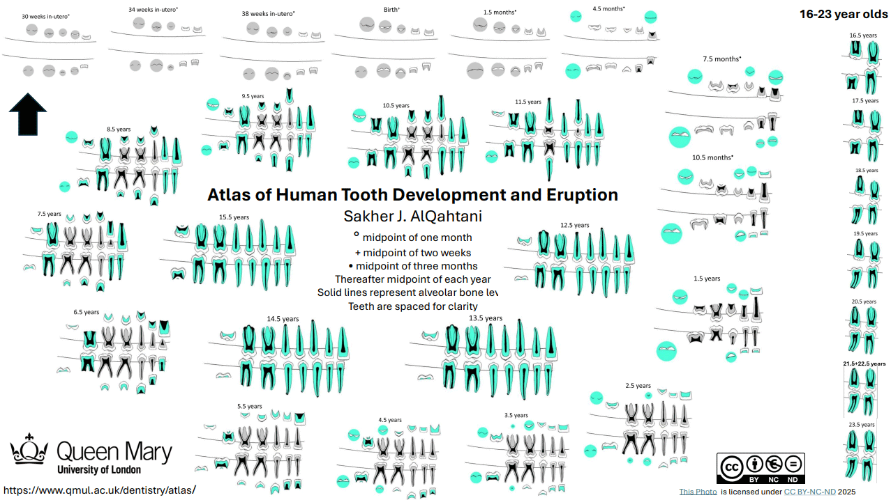 Atlas of Human Tooth Development and Eruption diagrams