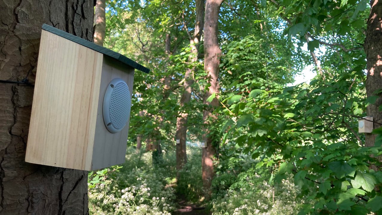 Sound installation in forest