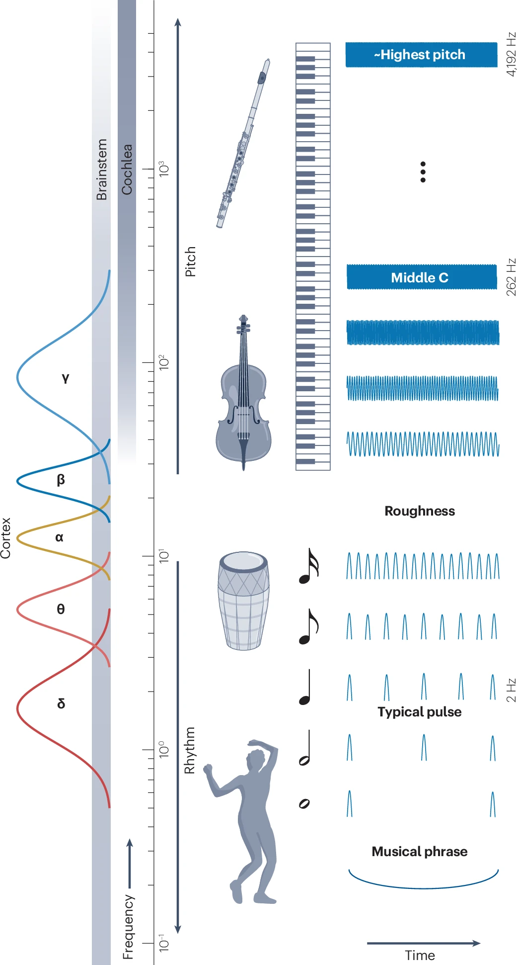 how the brain turns sound into music graphic
