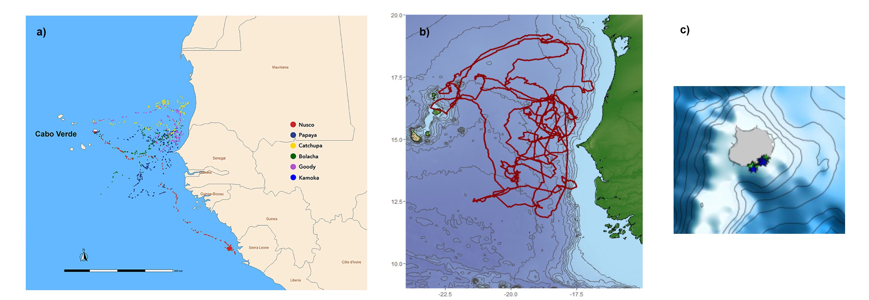 Satellite tracks of loggerhead turtles from Cabo Verde: a) female turtles following oceanic and neritic migratory patterns, b)migration of male turtle