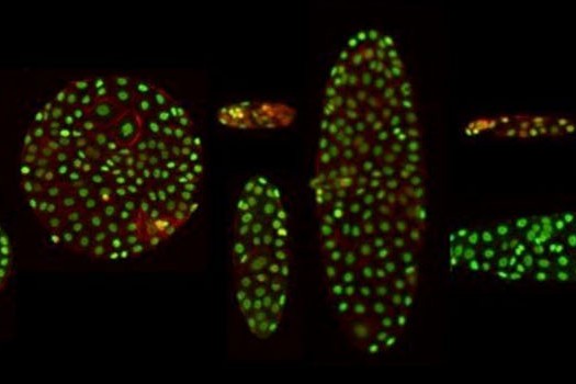 Regenerative Medicine