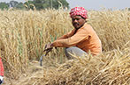 A Punjabi farmer in a field of wheat