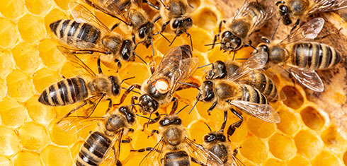 Worker honey bees gathered around a queen honey bee on some honey comb.