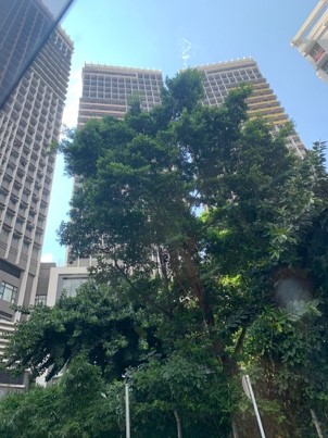 Leafy green trees in the gounds of HKU Halls