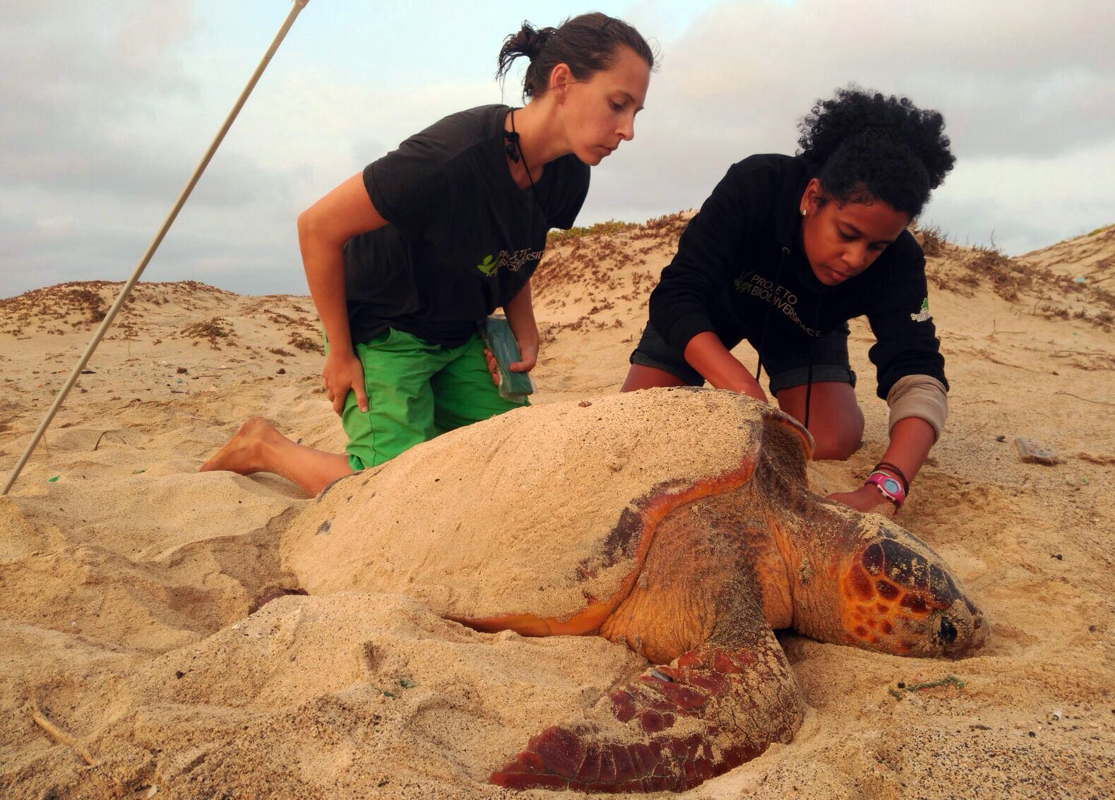 Working a nesting turtle