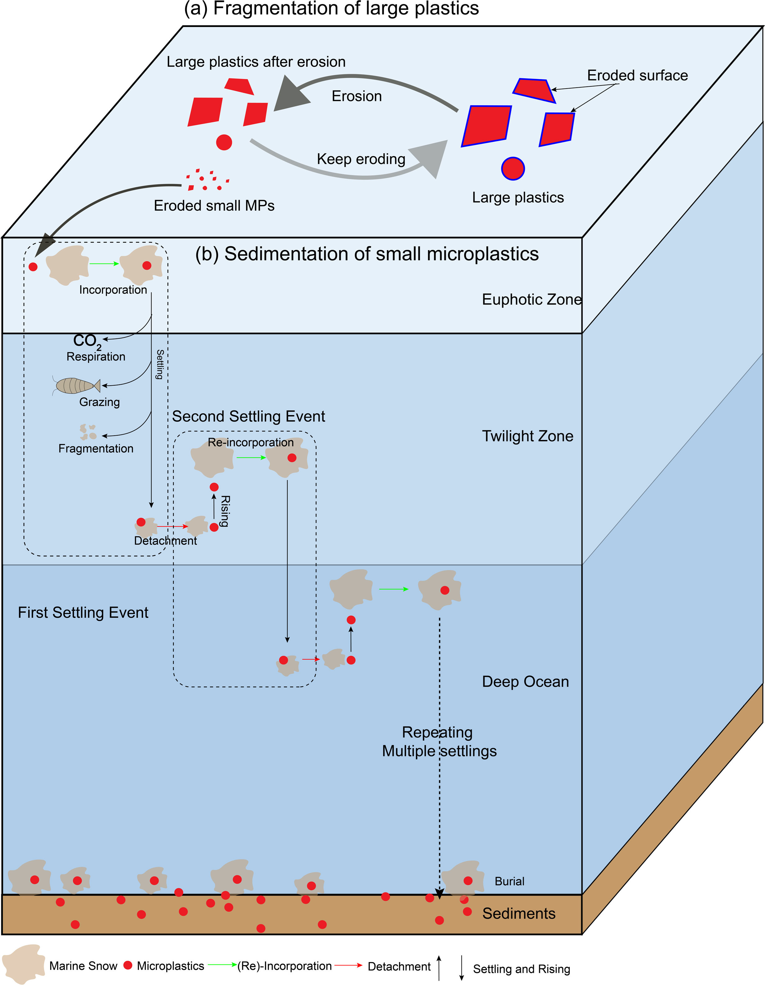 How plastic sinks to the deep sea — over time, sunlight and waves break large plastic items into tiny fragments that stick to marine snow. These particles gradually sink through the ocean, carrying microplastics from the surface to the seafloor.
