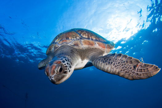 The Turtle Project: Evolution and Conservation of sea turtles