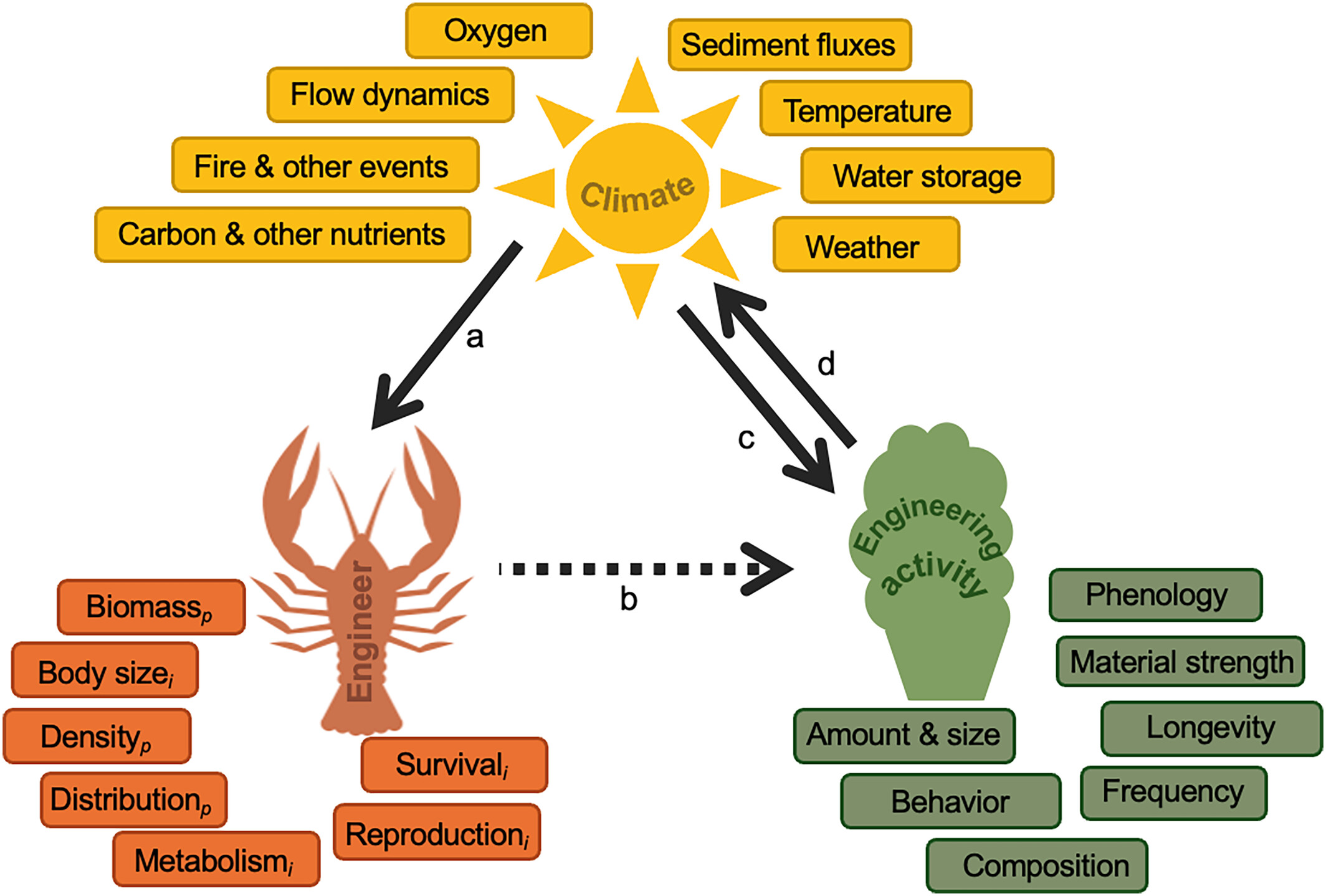 Figure: Climate change, ecosystem engineers and freshwater systems. A conceptual model showing how changing environmental conditions influence species, their activities and climate feedbacks.