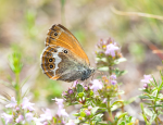 Butterfly on a flower thumbnail