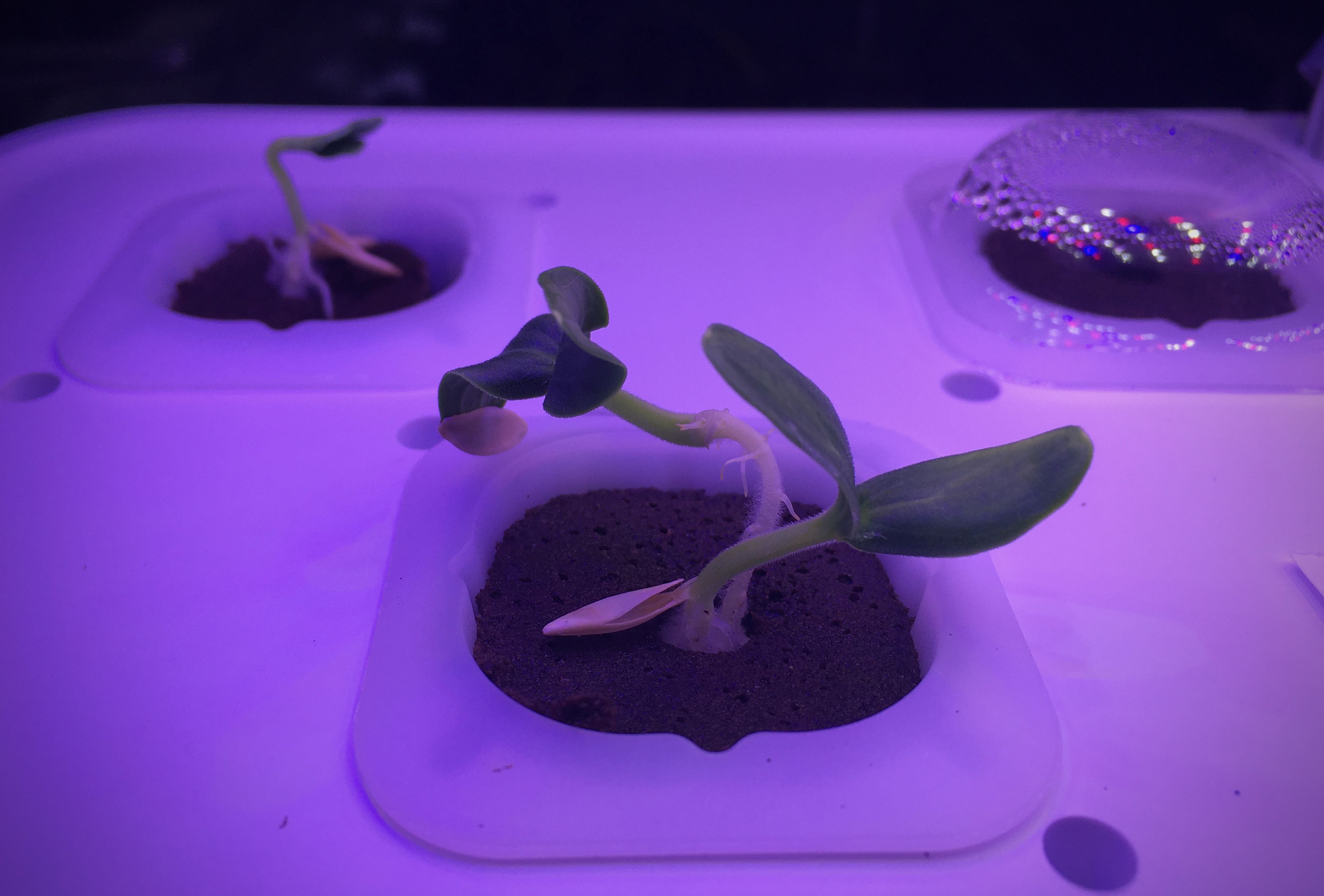 Hydro poetic seedlings