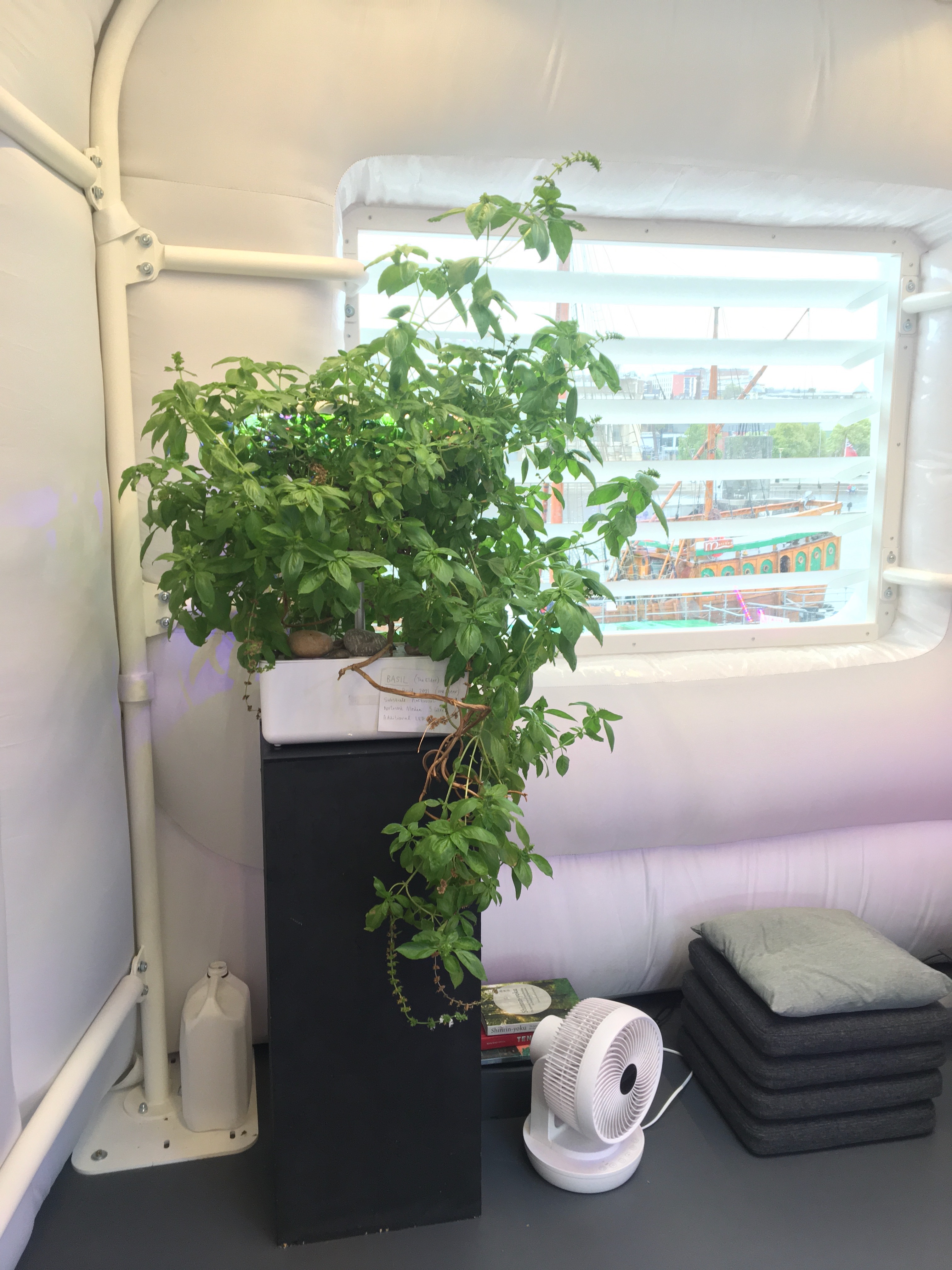 Kathy Connor HP Basil