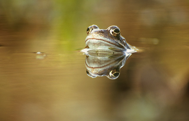 Common frog Rana temporaria. Credit: Greg Hitchcock