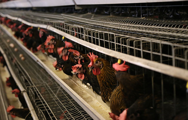 Poultry farming. Yue Gao