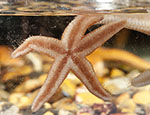 Starfish (Asterias rubens)