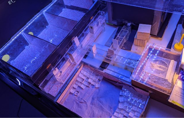 The bees learned to navigate their way to food by choosing the right flashing light