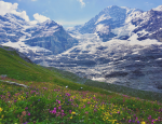 A mountain meadow in the Swiss Alps