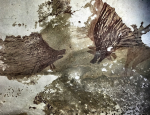 Prehistoric cave painting of two Sulawesi warty pigs from Leang Tedongnge Cave, Sulawesi, Indonesia. Dated to at least 45,000 years old, making it one of the oldest known cave art in the world and demonstrates the long-standing relationship between pigs and people in the region. Credit: Adam Brumm (Griffith University) and Adhi Agus Oktaviana (BRIN, Indonesia)