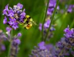 Bee on a purple flower