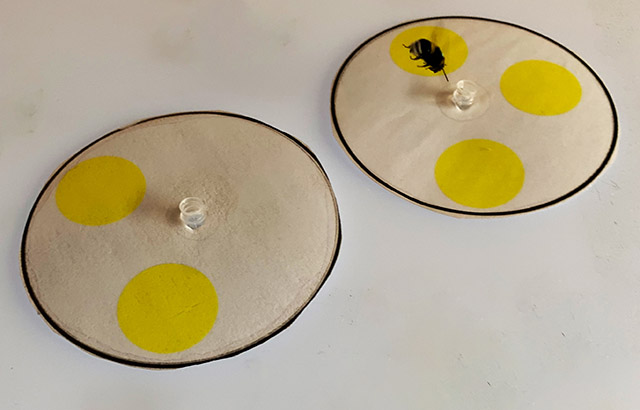 A bumblebee choosing between two patterns containing different numbers of yellow circles. Credit Lars Chittka