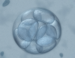 Cells dividing in embryo