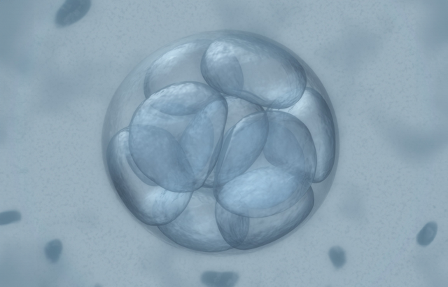 Cells dividing in embryo