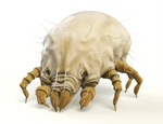 A dust mite