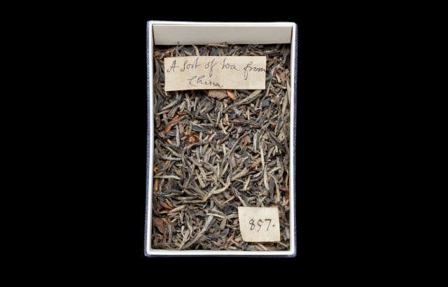 © The Trustees of the Natural History Museum, London