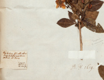© Natural History Museum: Sloane Herbarium 93, fol. 146