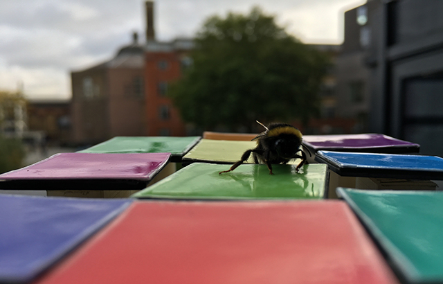 Bee training on artificial flowers. Photo: Clint Perry
