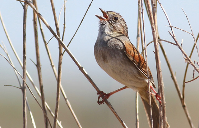 Swamp sparrow