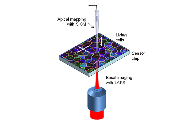 The instrument will combine two electrochemical imaging techniques which measure cell responses on the top and bottom layer