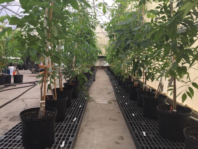 Scientists find genes to save ash trees from deadly beetle. Credit: USDA Forest Service photo by Jennifer Koch.