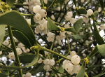 Mistletoe. Credit: Andrew Leitch.